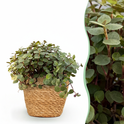 Plante d'intérieur - Calissia repens - Herbe à chat - Amie des animaux - Vert - 1 Plante - avec Panier - Pot 12cm - Hauteur 17-20cm