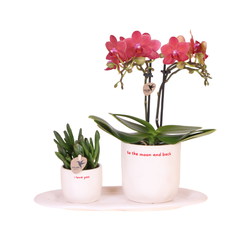 Orchidée Phalaenopsis 'Congo' rouge (Phalaenopsis) - Coffret cadeau avec plante verte et cache-pots décoratifs