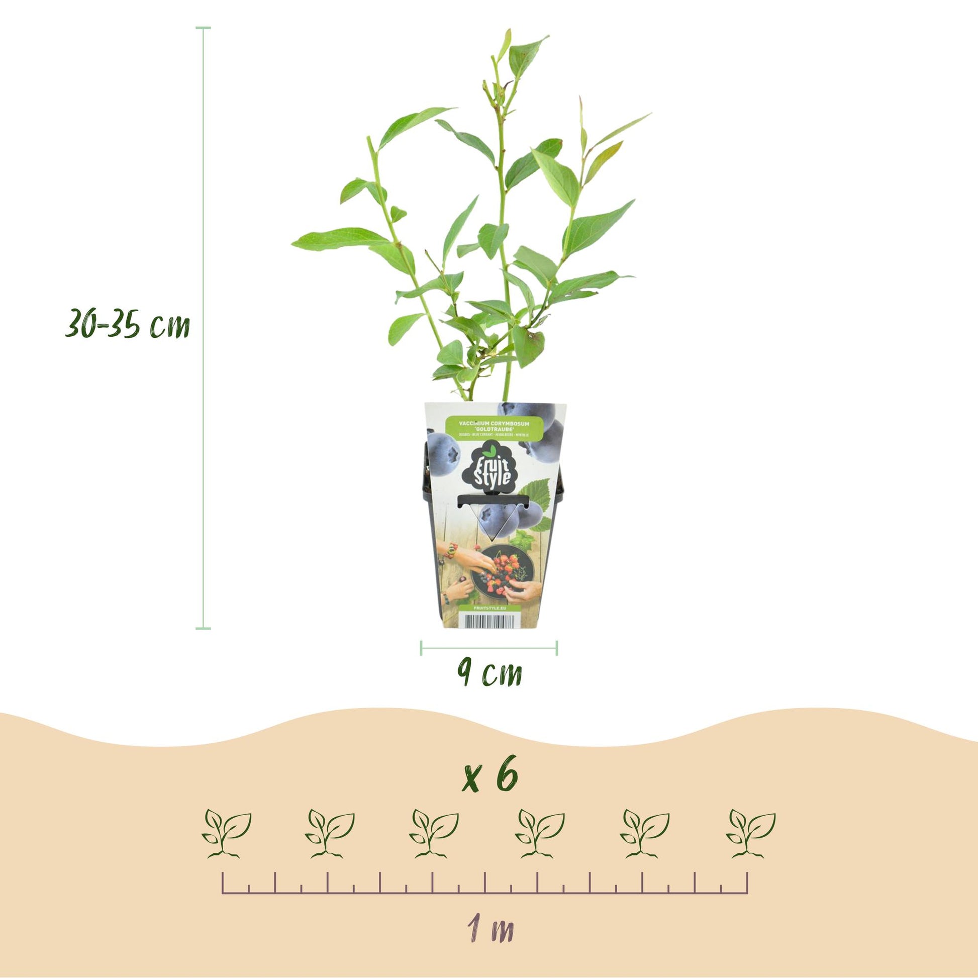 Vaccinium corymbosum Goldtraube : infographie montrant un plant en pot de 9cm, mesurant 30-35cm de hauteur, et l'espacement de 1 mètre pour 
