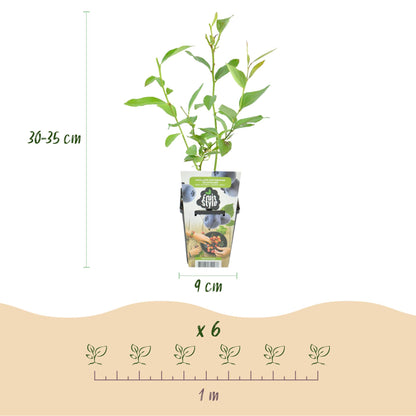 Vaccinium corymbosum Goldtraube : infographie montrant un plant en pot de 9cm, mesurant 30-35cm de hauteur, et l'espacement de 1 mètre pour 