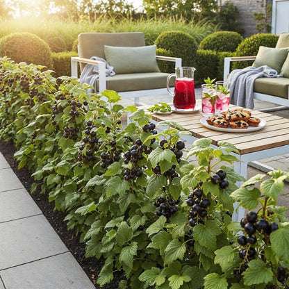 Jostabes, une haie de plants fruitiers avec des baies noires, bordant une terrasse avec mobilier de jardin, boissons et pâtisseries.