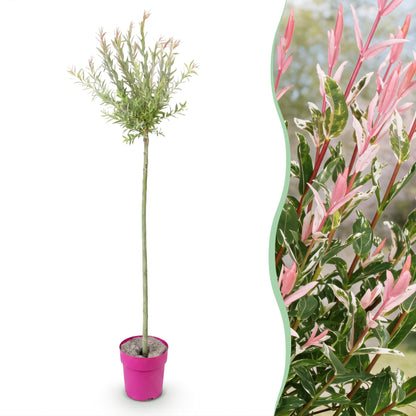 Saule crevette 'Flamingo' en pot de 23 cm et détail du feuillage et des fleurs
