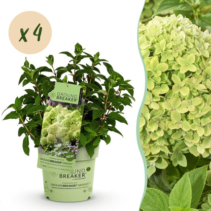 Hydrangea panniculata Groundbreaker Greeny : Un plant en pot avec une pastille indiquant une quantité de x4, et un gros plan de ses fleurs.