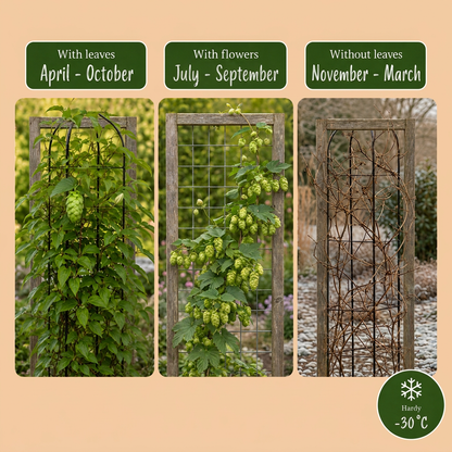 Houblon (Humulus lupulus) - grimpante fleurie