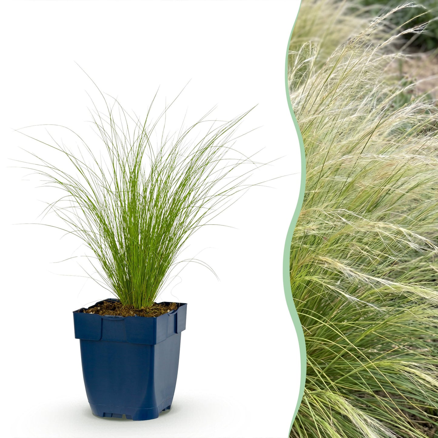 Graminées Stipa tenuissima Ponytails : un jeune plant en pot bleu sur fond blanc, juxtaposé à une touffe de graminées matures en pleine terr