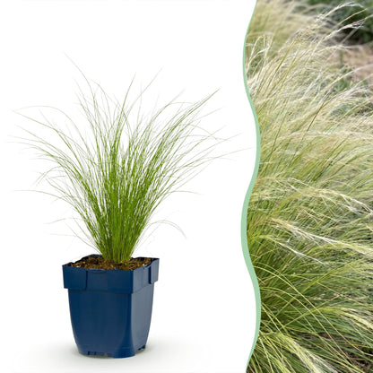 Graminées Stipa tenuissima Ponytails : un jeune plant en pot bleu sur fond blanc, juxtaposé à une touffe de graminées matures en pleine terr