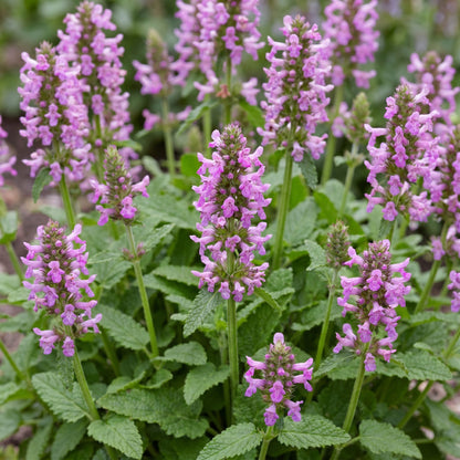 Stachys off. Ukkie, ou Oreilles de mouton, avec ses épis de fleurs violettes et son feuillage vert texturé, fleurissant en plein jardin.