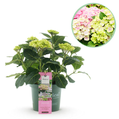 Hortensia Magical Jewel Blue en pot, avec ses fleurs vert pâle. Une image en bulle montre des fleurs roses et vertes variées.