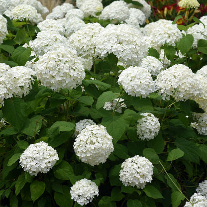Hydrangea arborescens Annabelle en fleurs, ses grandes boules blanches illuminent un massif de verdure, créant une ambiance élégante et fraî