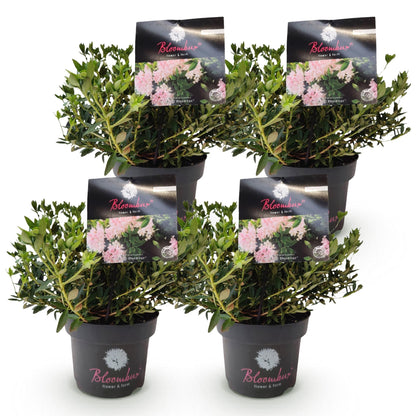 Rhododendron Bloombux rose clair. Quatre plants en pot de 17cm, hauteur 30-40cm, sur fond blanc uni.