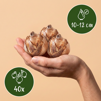 Bulbes de Narcisse en mélange tenus dans une main, calibre 10-12 cm, lot de 40 bulbes.