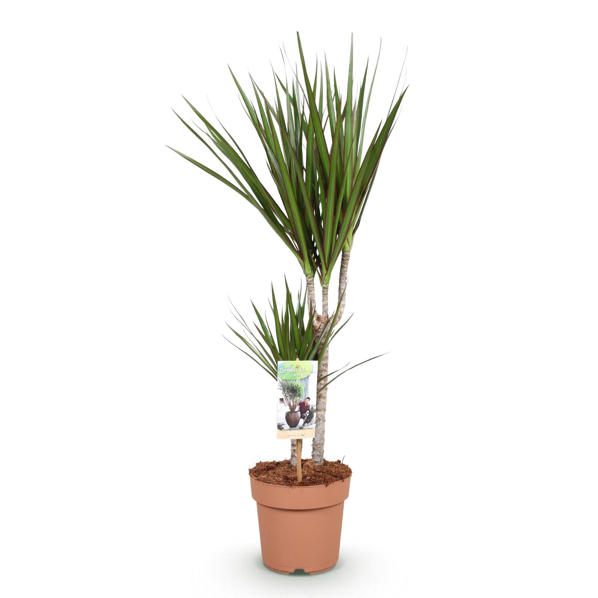 Plantes d'intérieur - Dracaena Marginata - Dragonnier - Peu d'entretien - Vert - 1 Plante - Pot 17cm - Hauteur 70-80cm