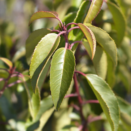 Prunus lusitanica Angustifolia. Gros plan sur les feuilles vertes et brillantes de cette plante de haie, avec des tiges rougeâtres.