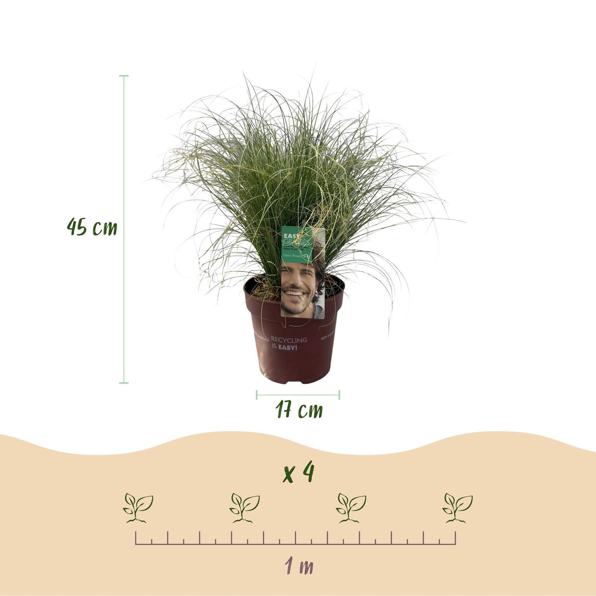 Carex comans Frosted Curls : schéma d'une plante en pot avec dimensions 45 cm de hauteur et pot de 17 cm, et espacement de plantation de 1 m