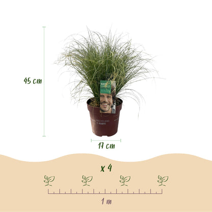 Carex comans Frosted Curls : schéma d'une plante en pot avec dimensions 45 cm de hauteur et pot de 17 cm, et espacement de plantation de 1 m