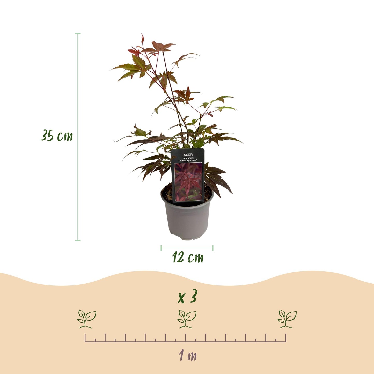 Acer palmatum Atropurpureum : Hauteur du plant 35 cm, diamètre du pot 12 cm. Schéma pour planter 3 plants par mètre linéaire.