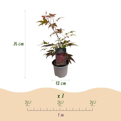 Acer palmatum Atropurpureum : Hauteur du plant 35 cm, diamètre du pot 12 cm. Schéma pour planter 3 plants par mètre linéaire.