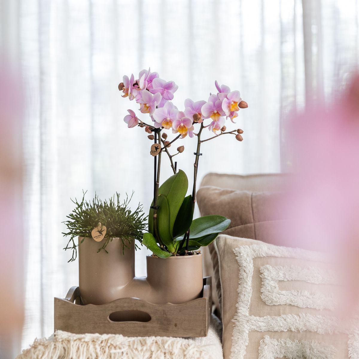 Orchidée Phalaenopsis blanche en pot