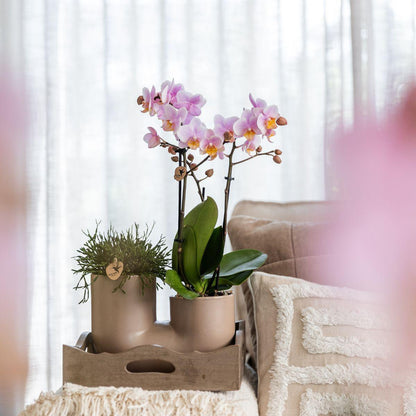 Orchidée Phalaenopsis blanche en pot