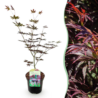 Erable du Japon Acer palmatum Trompenburg. Un plant en pot sur fond blanc, juxtaposé à un gros plan de son feuillage violet foncé.