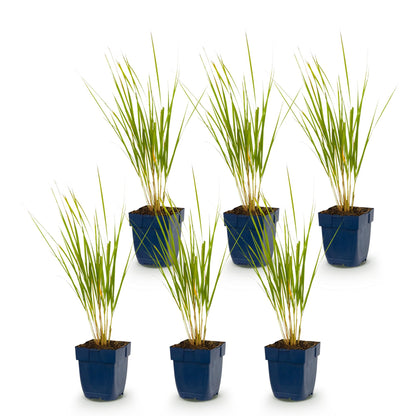 Calamagrostis Karl Foerster. Six plants de graminées Roseau en pots bleus carrés alignés sur un fond blanc uni, prêts à être plantés.