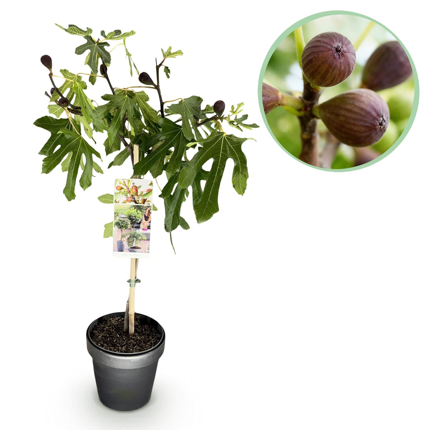 Ficus carica Little Miss Figgy. Jeune figuier en pot sur fond blanc, avec un zoom circulaire sur ses fruits mûrs.