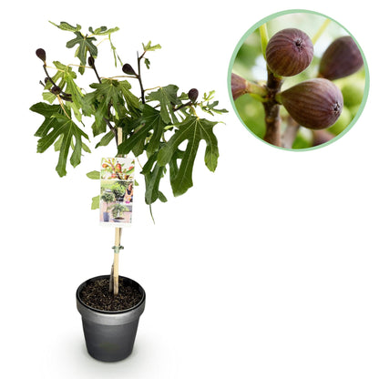 Ficus carica Little Miss Figgy. Jeune figuier en pot sur fond blanc, avec un zoom circulaire sur ses fruits mûrs.