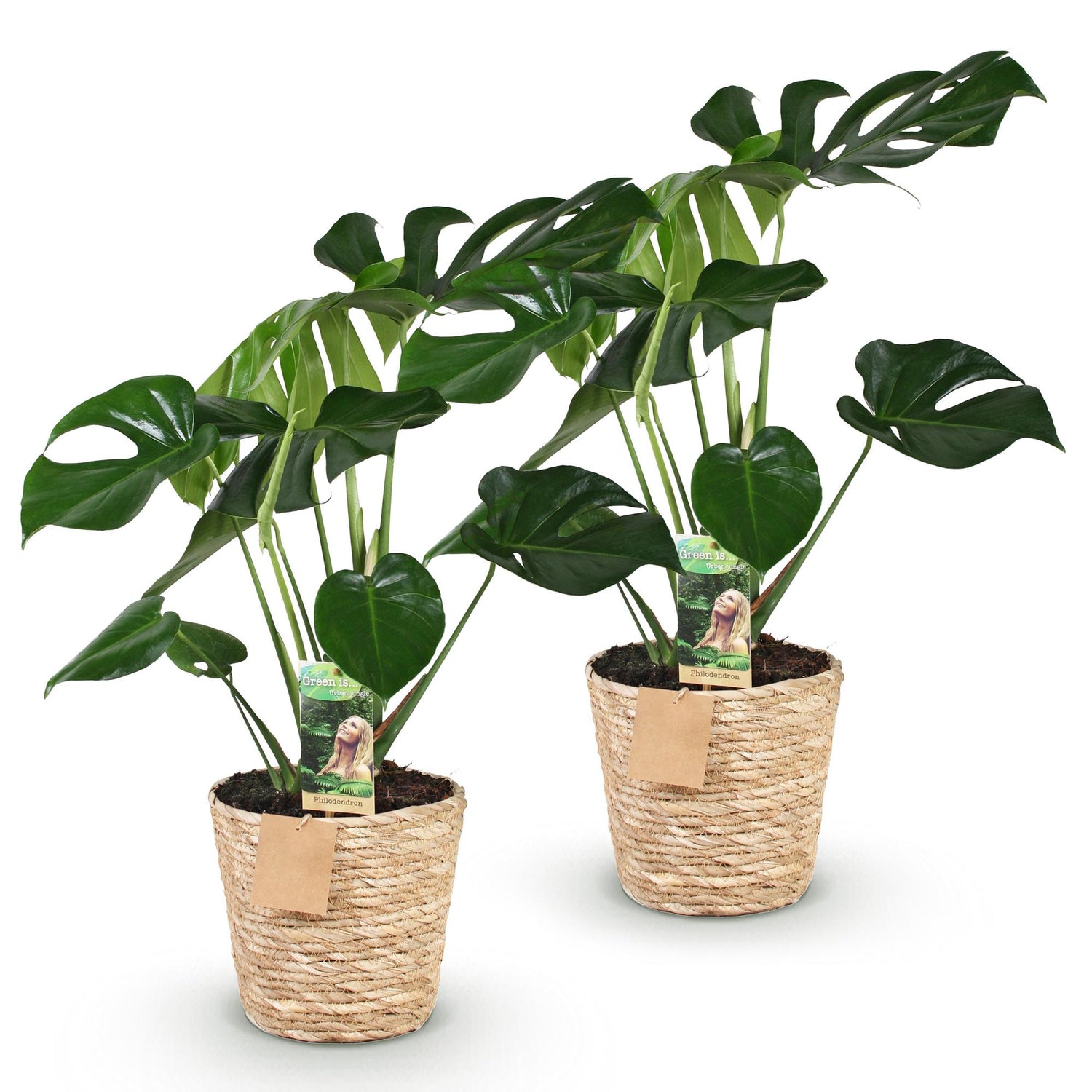 Lot de deux Monstera Deliciosa, plante à trous au feuillage vert luxuriant, présentées dans des cache-pots tressés beige clair sur fond