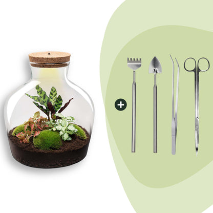 Grand kit terrarium lumineux Calathea : Avec râteau, pelle, pince et ciseaux