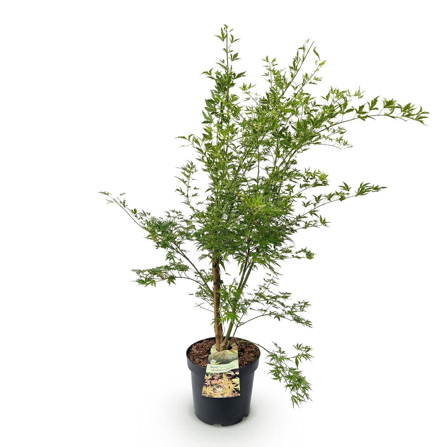 Acer palmatum Methamorphosa. Érable japonais caduc de 90 cm, feuillage vert clair, en pot noir de 26 cm, isolé sur fond blanc.