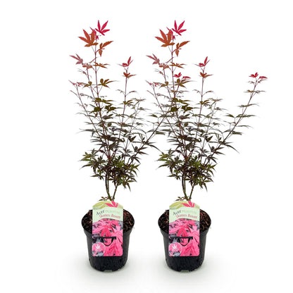 Erable japonais Acer palmatum Skeeters Broom violet. Lot de deux jeunes plants en pot, posés sur un fond blanc uni, prêts à être plantés.