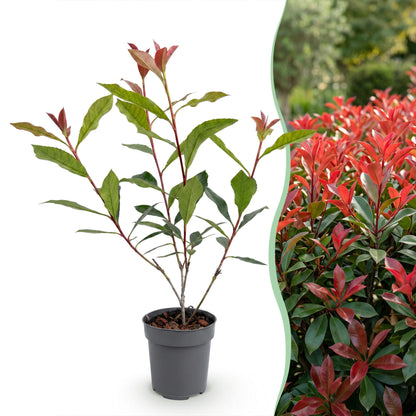 Photinia fraseri Carre Rouge en pot et jeune haie mature. Feuillage persistant, jeunes pousses rouge vif puis vert foncé.