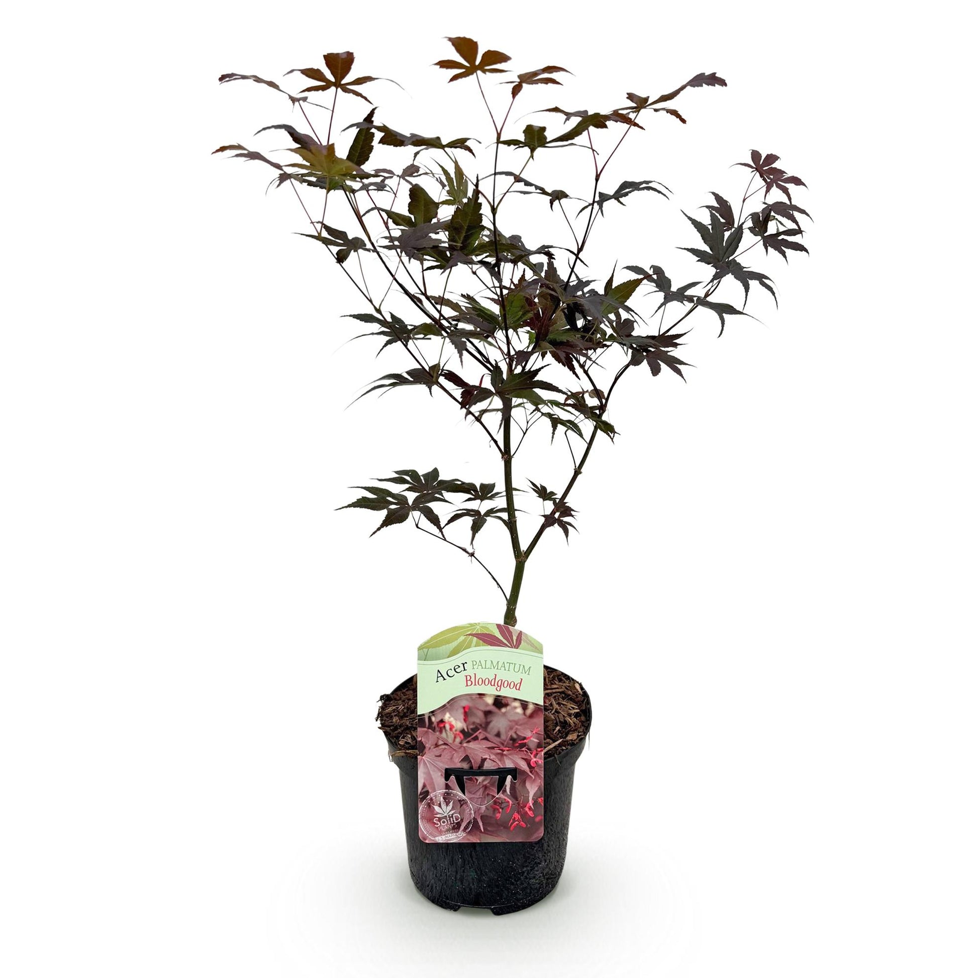 Acer palmatum Bloodgood, jeune érable japonais à feuillage rouge sombre, présenté en pot noir sur un fond blanc uni, prêt à être planté.
