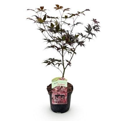 Acer palmatum Bloodgood, jeune érable japonais à feuillage rouge sombre, présenté en pot noir sur un fond blanc uni, prêt à être planté.
