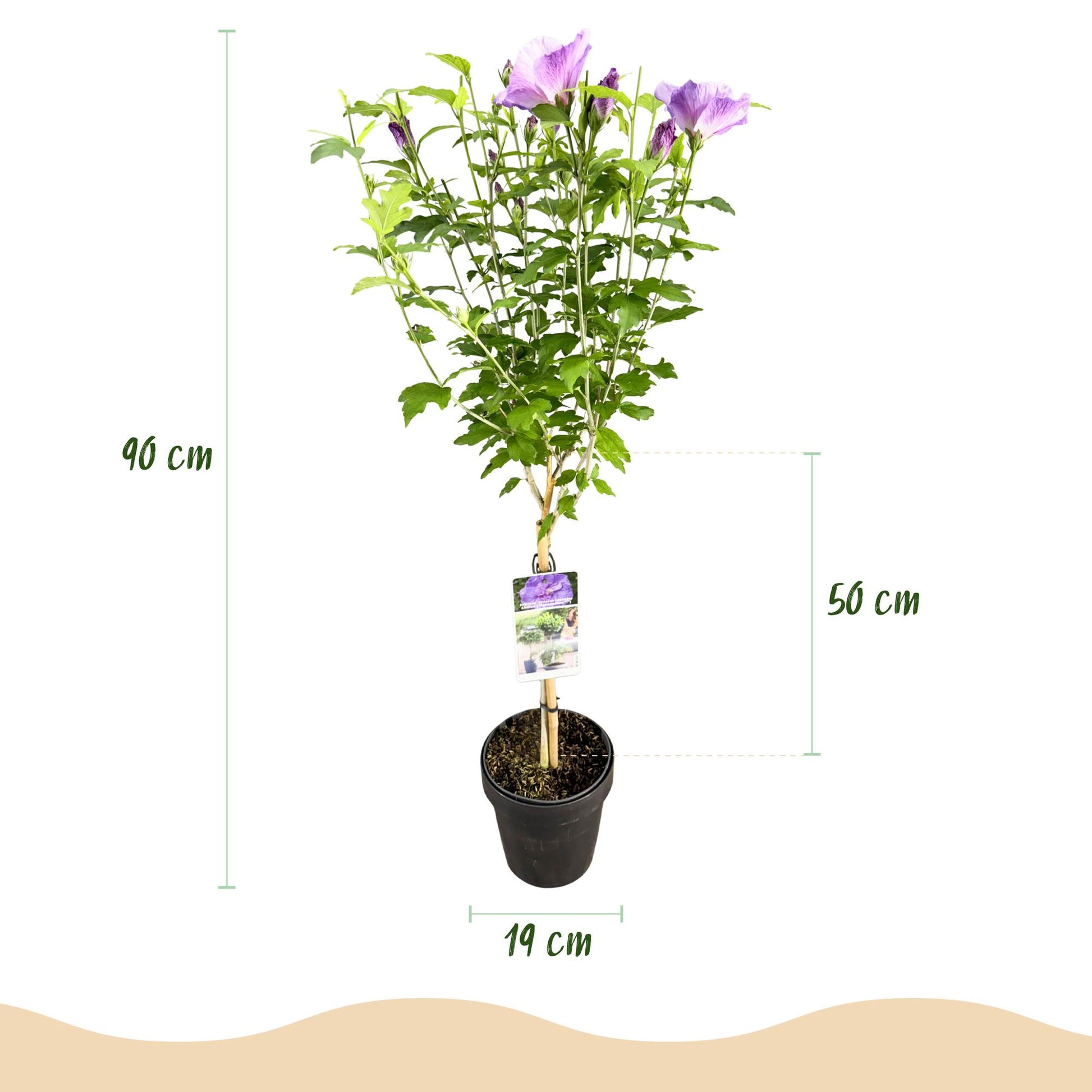 Hibiscus syriacus Lavendor Chiffon® : infographie des dimensions du plant en pot de 19 cm, avec une hauteur totale de 90 cm.