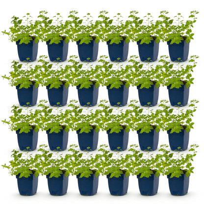 Nepeta faassenii : lot de 25 plants d'Herbe à chat en pots bleus, feuillage vert vif, sur un fond blanc uni, prêts à être plantés.