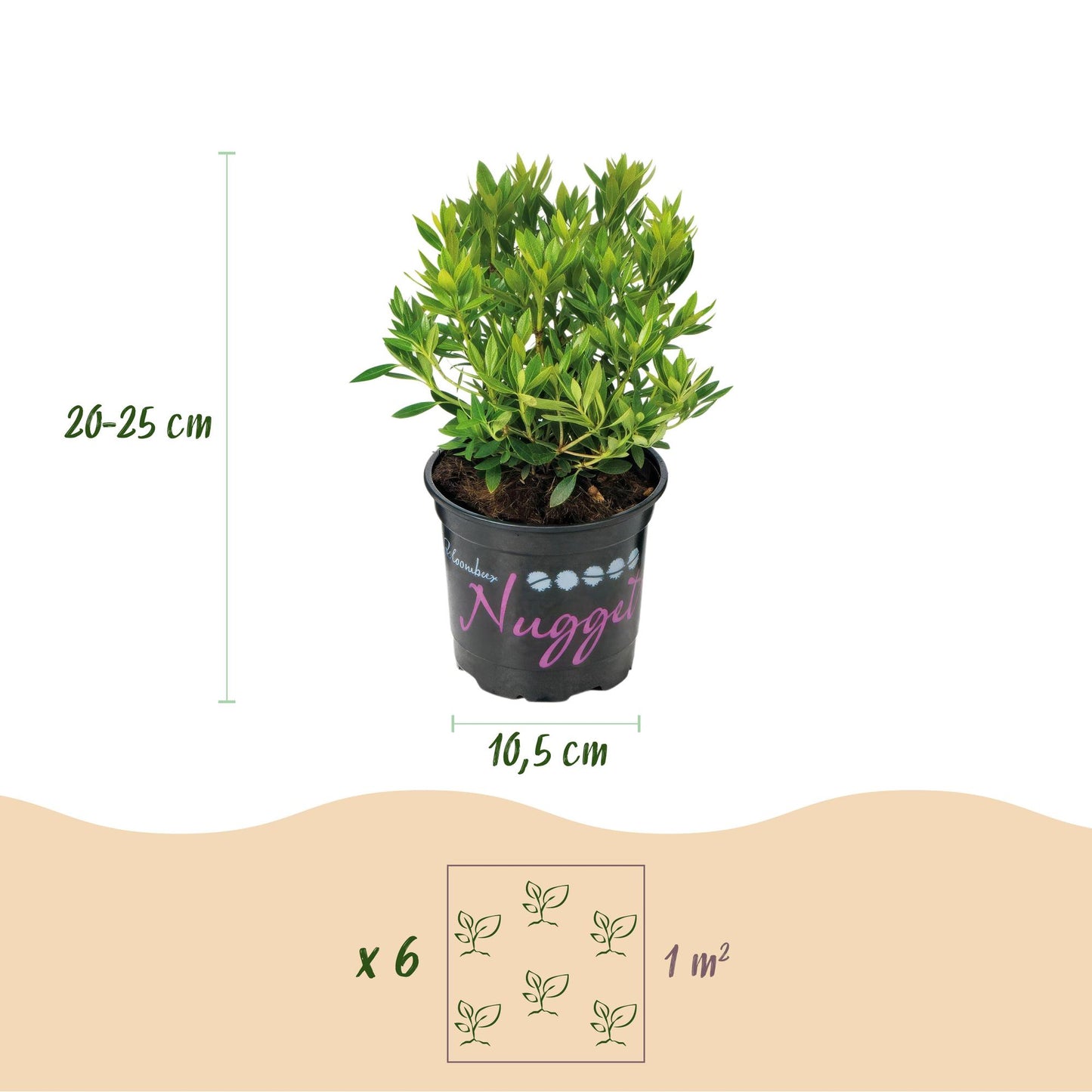 Rhododendron Bloombux Rose Clair : infographie détaillant la hauteur (20-25 cm), le diamètre du pot (10,5 cm) et la densité de plantation (6