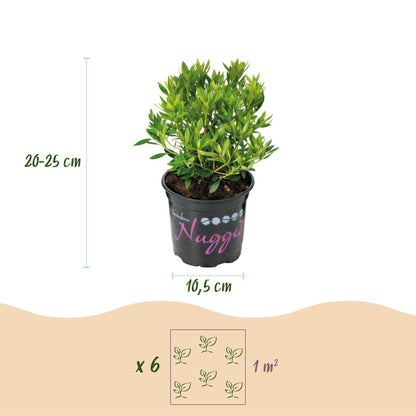 Rhododendron Bloombux Rose Clair : infographie détaillant la hauteur (20-25 cm), le diamètre du pot (10,5 cm) et la densité de plantation (6