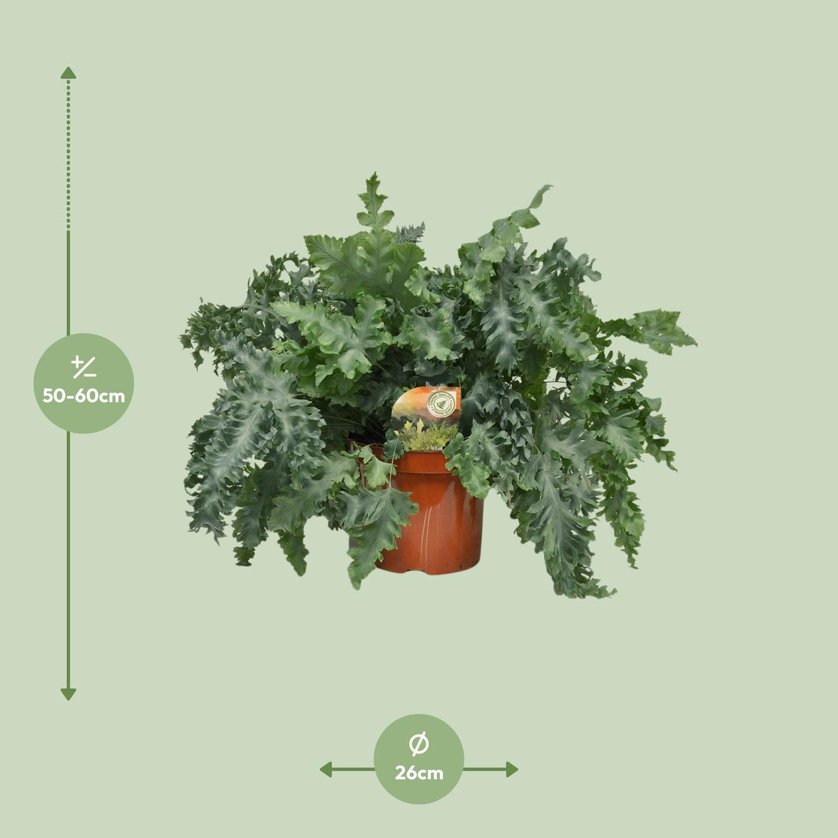 Dimensions du Phlebodium aureum livré : pot de 26 cm et hauteur de 60 cm