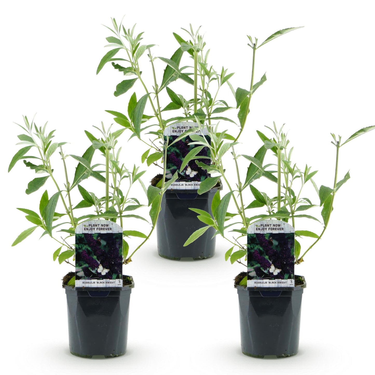 Buddleja davidii Black Night : Trois plants en pots noirs, alignés sur fond blanc. Ils ont des feuilles vertes et des étiquettes montrant de