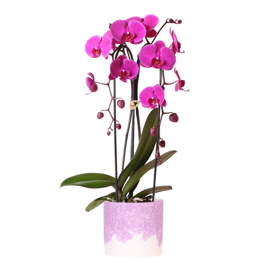 Orchidée Phalaenopsis violette avec cache-pot Céramique violette