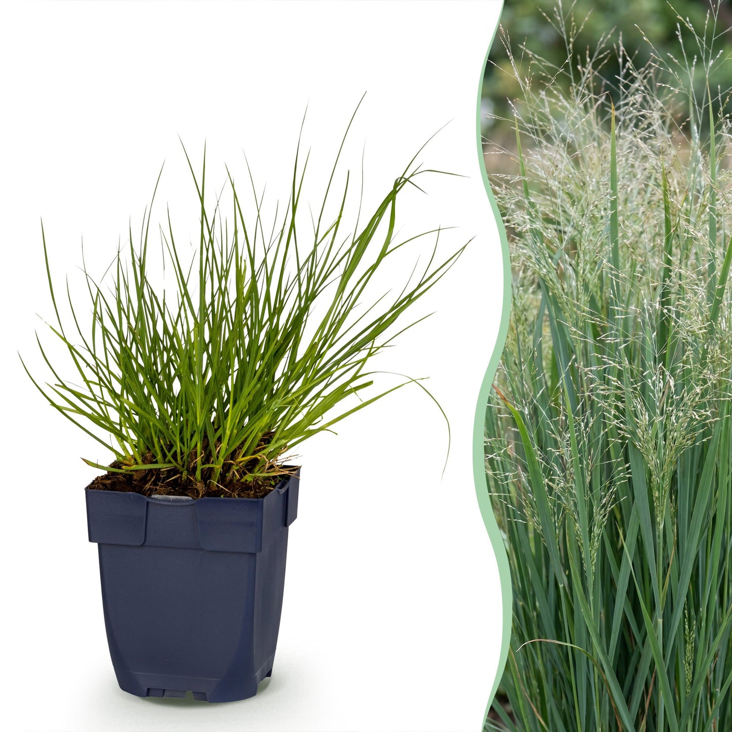 Panicum virg. Northwind, graminée en pot, avec vue latérale de la plante adulte en pleine floraison pour le jardin.