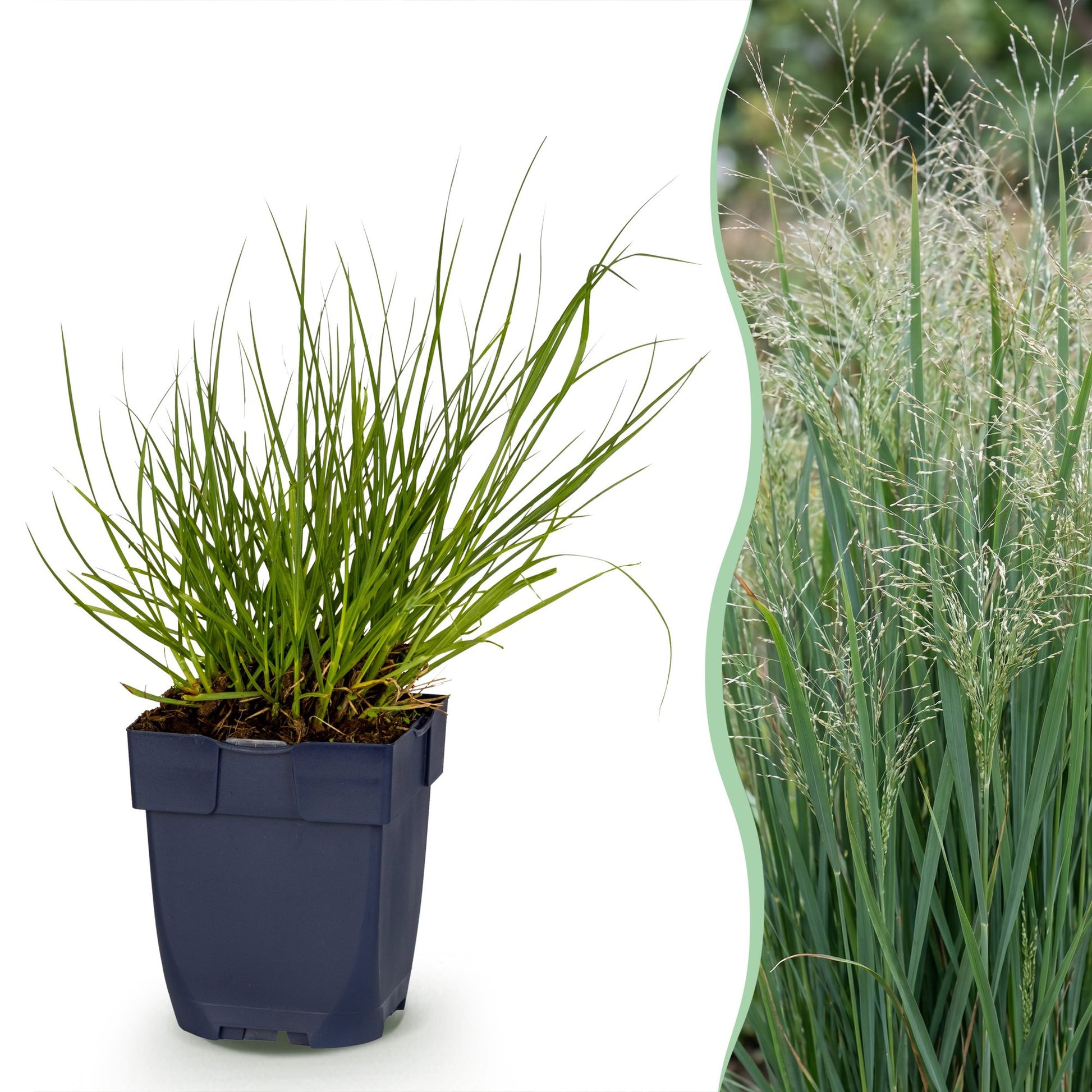 Panicum virg. Northwind, graminée en pot, avec vue latérale de la plante adulte en pleine floraison pour le jardin.