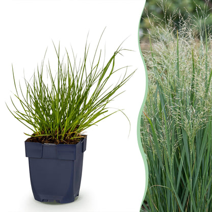 Panicum virg. Northwind, graminée en pot, avec vue latérale de la plante adulte en pleine floraison pour le jardin.