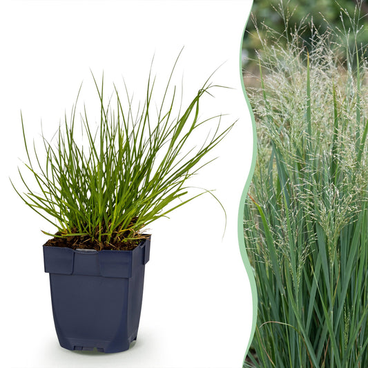 Panicum virg. Northwind, graminée en pot, avec vue latérale de la plante adulte en pleine floraison pour le jardin.