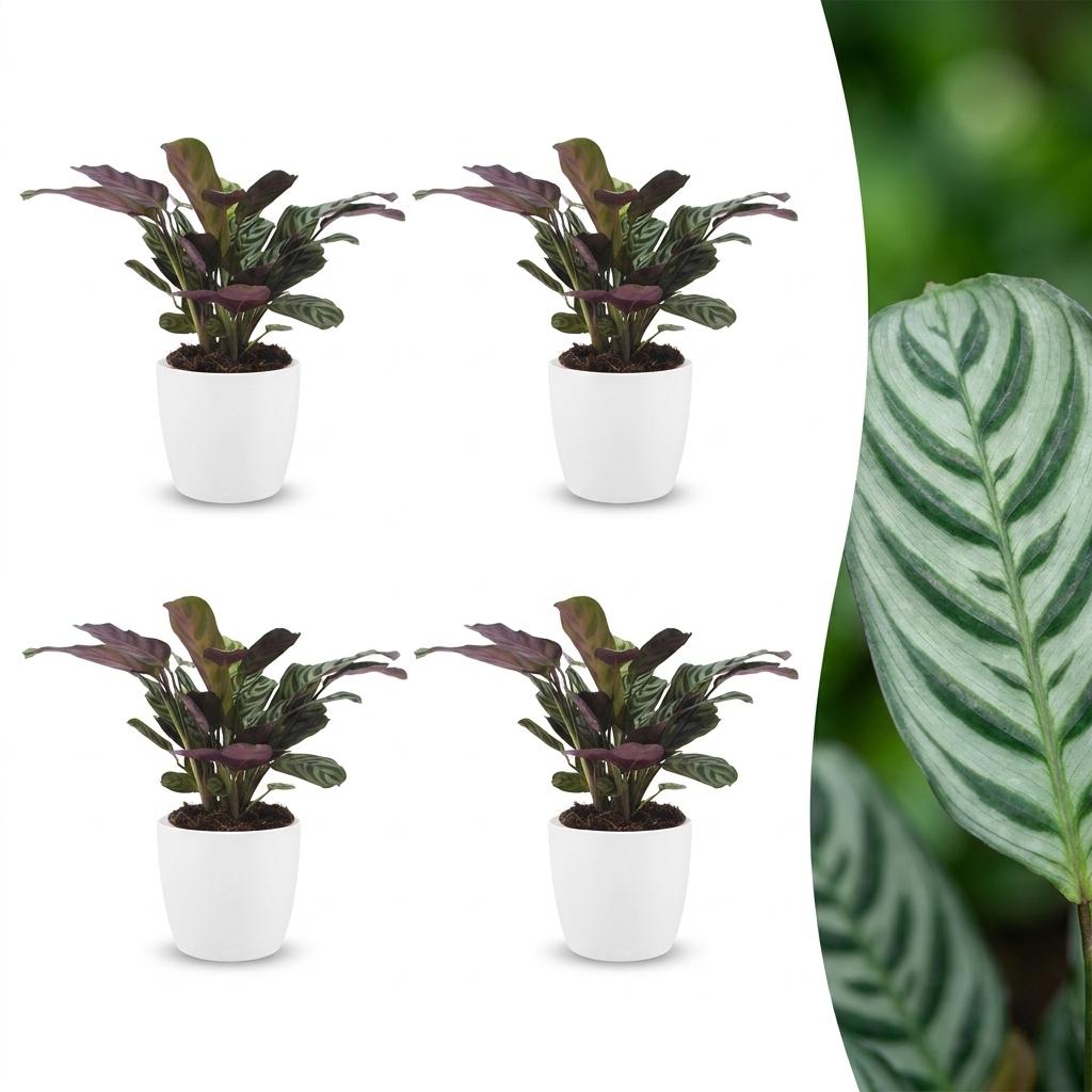 Quatre Ctenanthe Burle Marxii, aussi appelées plantes de la prière arête de poisson, en pots blancs et un gros plan de son feuillage