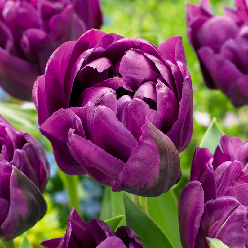 Tulipe double lilas (Tulipa) - floraison printanière - calibre 11/12