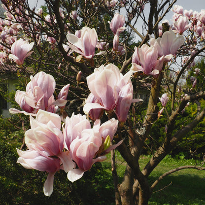 Magnolia Soulangiana, gros plan sur ses grandes fleurs rose clair et blanches, ouvertes sur ses branches nues au printemps.