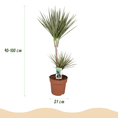 Plantes d'intérieur - Dracaena Marginata Bicolor - Arbre à dragon - Peu d'entretien- Vert - marron - 1 Plante - avec Pot Gris - Pot 21cm - Hauteur 90-100cm