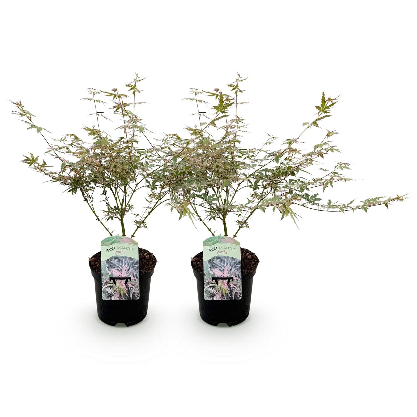 Érable du Japon 'Iyoshi'. Deux jeunes plants d'érable avec des feuilles panachées vertes et roses, présentés en pot noir sur fond blanc.
